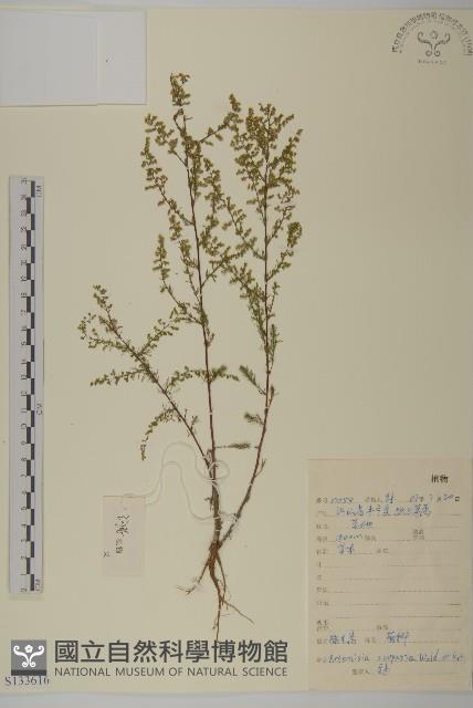 黃蒿藏品圖，第1張