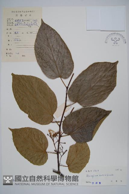 長毛八角楓藏品圖，第1張