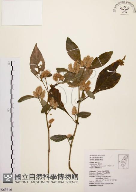 臺灣鱗球花藏品圖，第1張