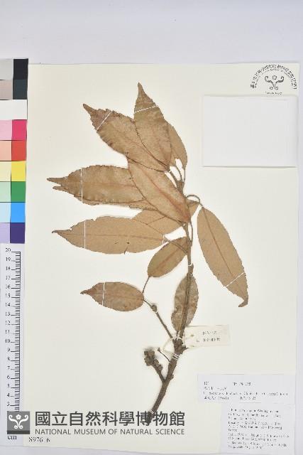 滇石櫟藏品圖，第1張