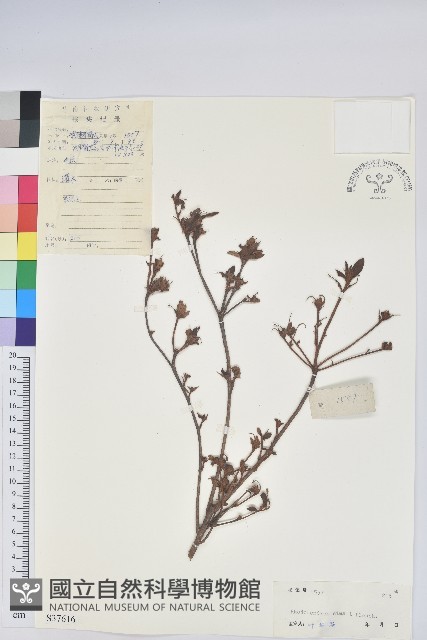 唐杜鵑、大屯杜鵑、中原氏杜鵑藏品圖，第1張