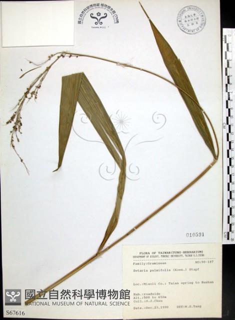 棕葉狗尾草藏品圖，第1張