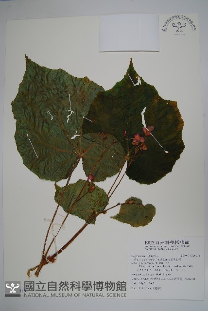 溪頭秋海棠藏品圖，第1張