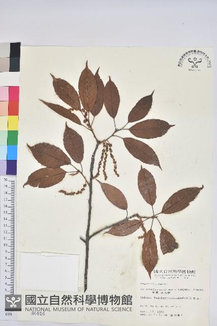 赤柯、赤椆、森氏櫟藏品圖，第1張