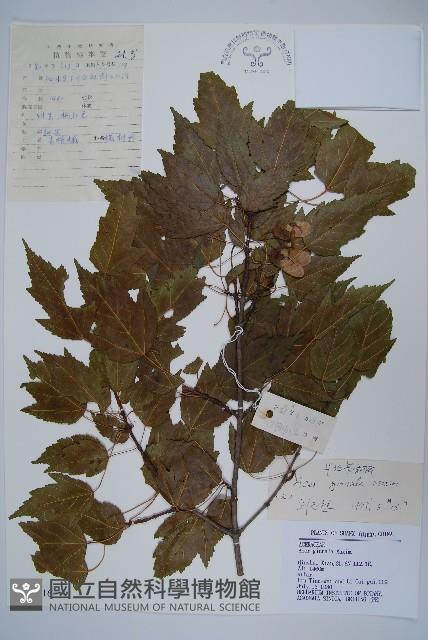 華北茶條槭藏品圖，第1張