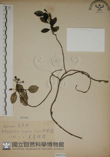 拎壁龍藏品圖，第1張