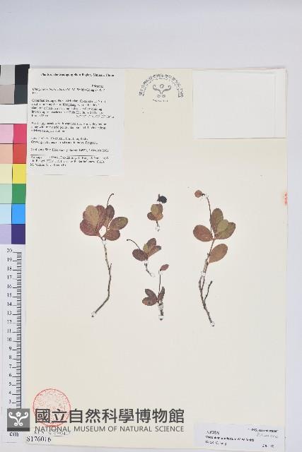 大苞越橘藏品圖，第1張