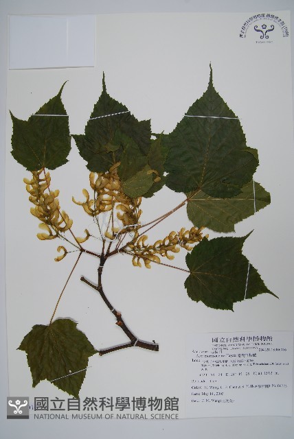 臺灣紅榨槭藏品圖，第1張