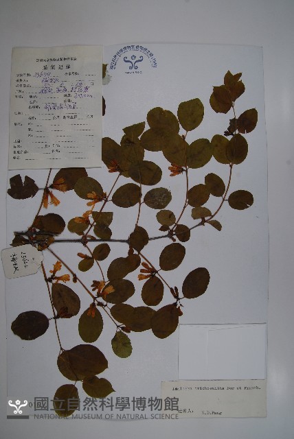 毛花忍冬藏品圖，第1張