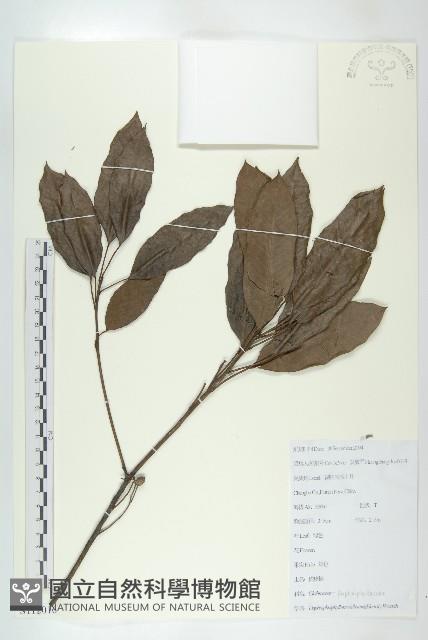 俄氏虎皮楠、蘭嶼虎皮楠、虎皮楠藏品圖，第1張