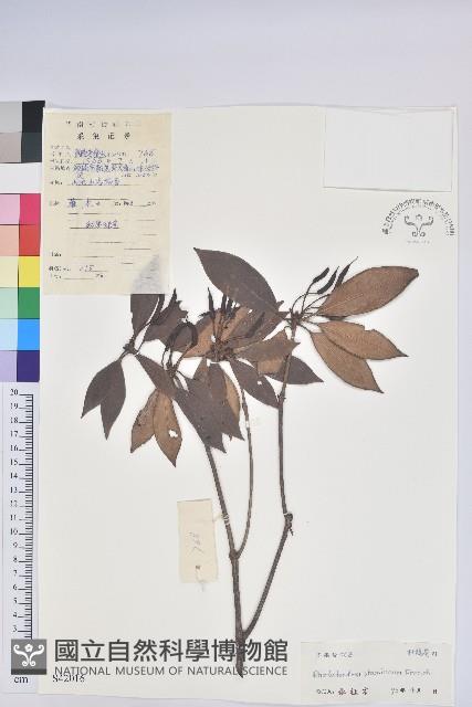 長蕊杜鵑藏品圖，第1張