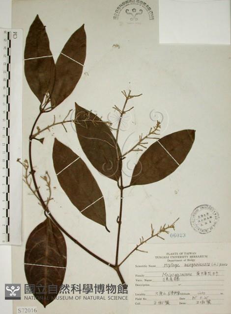 猿尾藤藏品圖，第1張