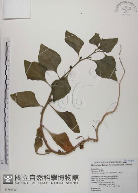 番杏藏品圖，第1張