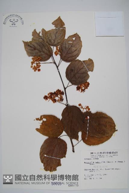 闊葉獼猴桃藏品圖，第1張