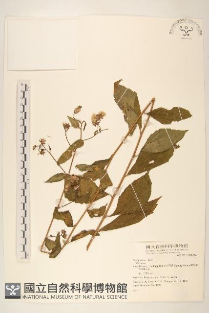 登錄號:S070016藏品圖，第1張