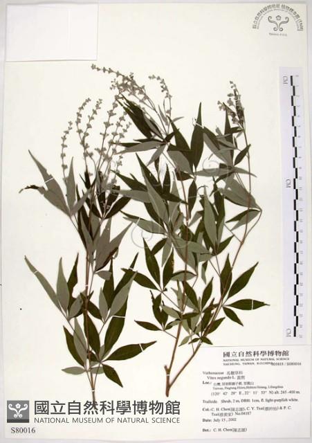 黃荊藏品圖，第1張