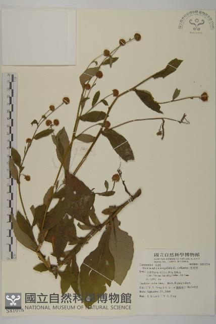 茯苓菜藏品圖，第1張