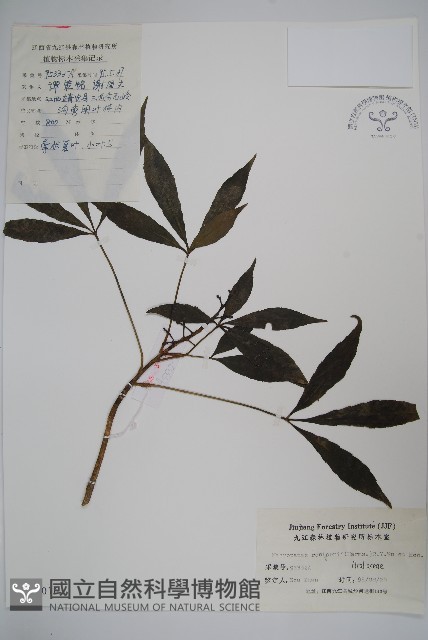 短梗大參藏品圖，第1張