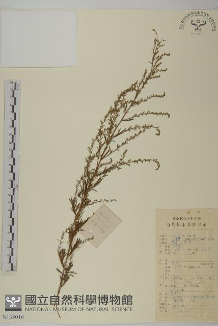 牡蒿藏品圖，第1張