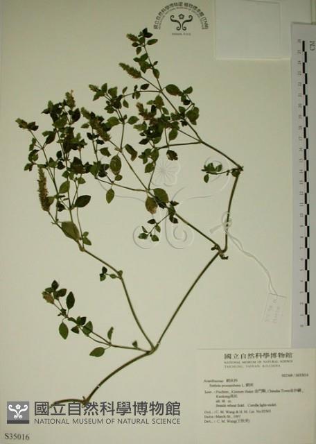 爵床藏品圖，第1張