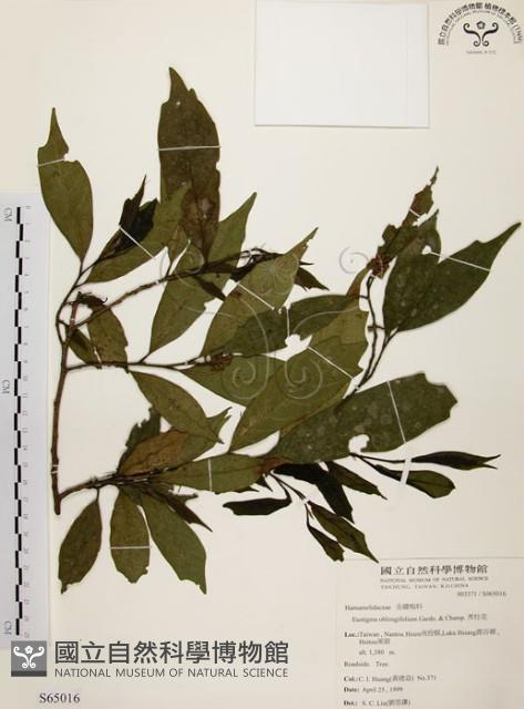 秀柱花藏品圖，第1張