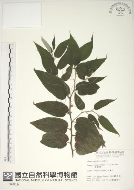 山黃麻藏品圖，第1張