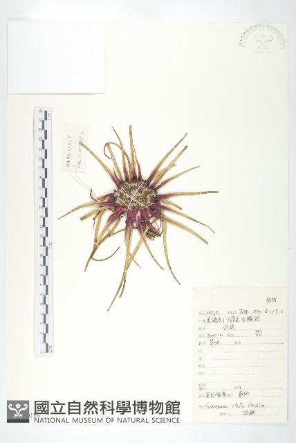 星狀風毛菊藏品圖，第1張