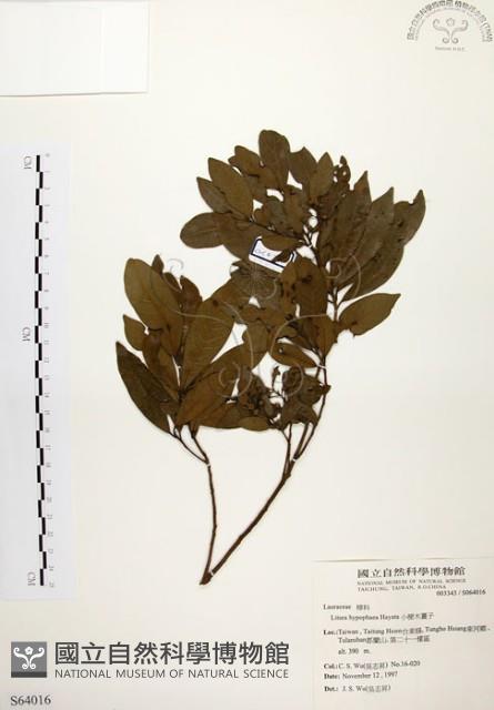 黃肉樹, 小梗木薑子藏品圖，第1張