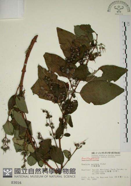 大葉溲疏藏品圖，第1張