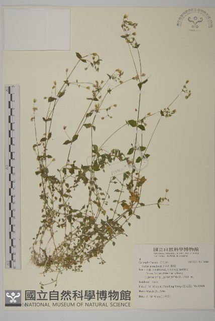繁縷藏品圖，第1張