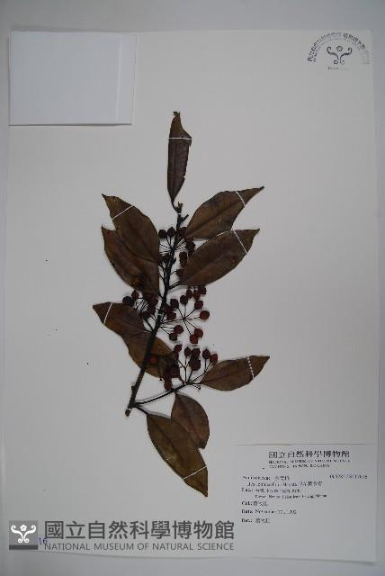 忍冬葉冬青藏品圖，第1張