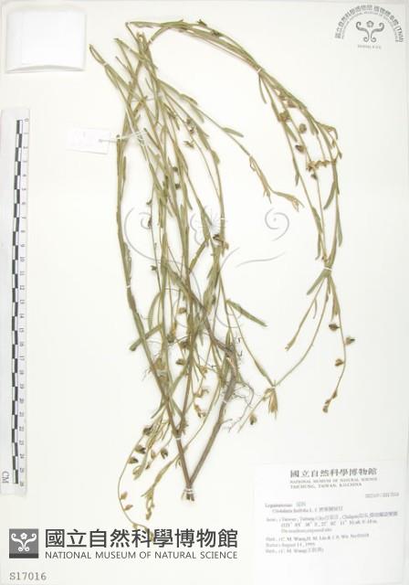 線葉野百合藏品圖，第1張