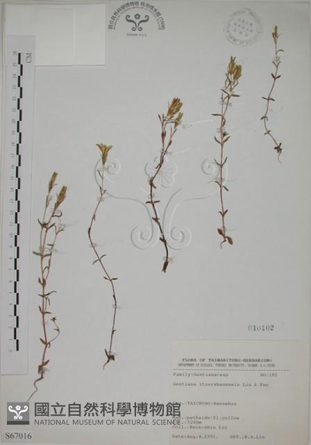 伊澤山龍膽藏品圖，第1張