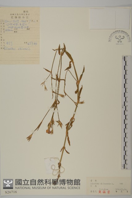 石竹、洛陽花、剪絨花藏品圖，第1張