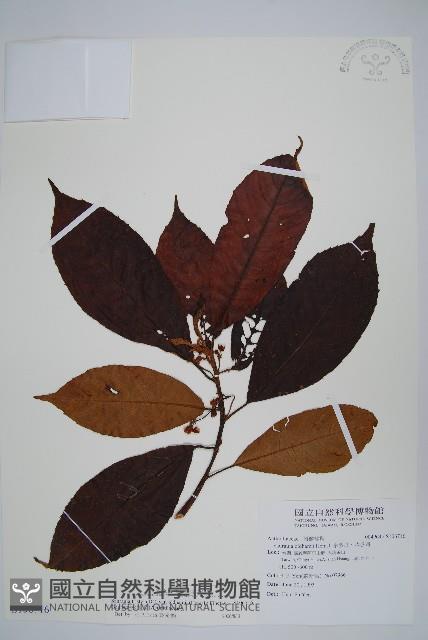 水冬瓜藏品圖，第1張