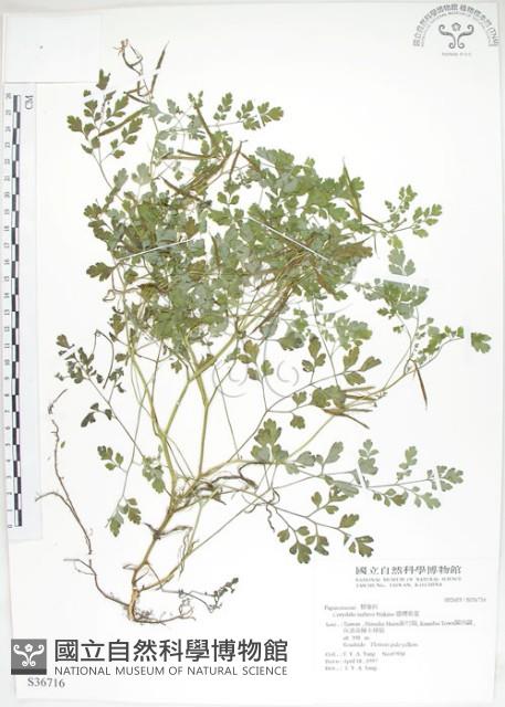 臺灣黃菫藏品圖，第1張