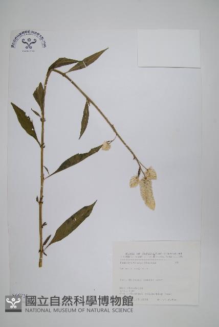 青葙藏品圖，第1張