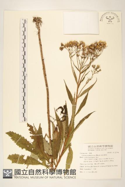 玉山黃菀藏品圖，第1張