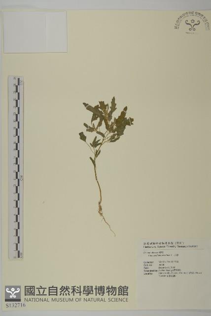 小葉藜藏品圖，第1張