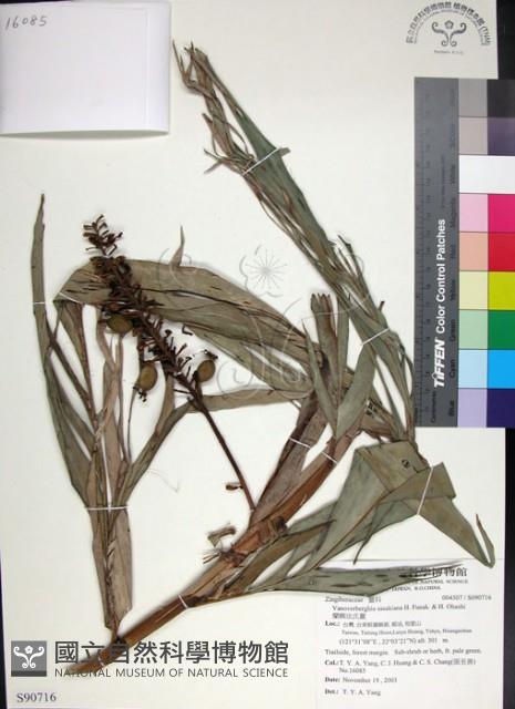 蘭嶼法氏薑藏品圖，第1張