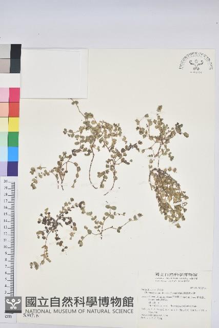 鵝鑾鼻大戟藏品圖，第1張