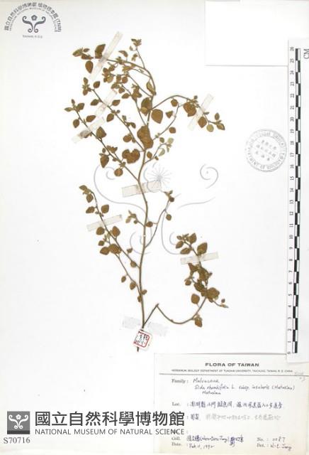 恆春金午時花藏品圖，第1張