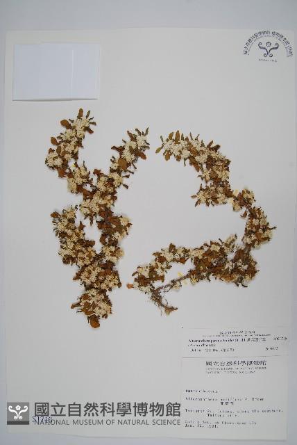 匙葉蓮子草藏品圖，第1張