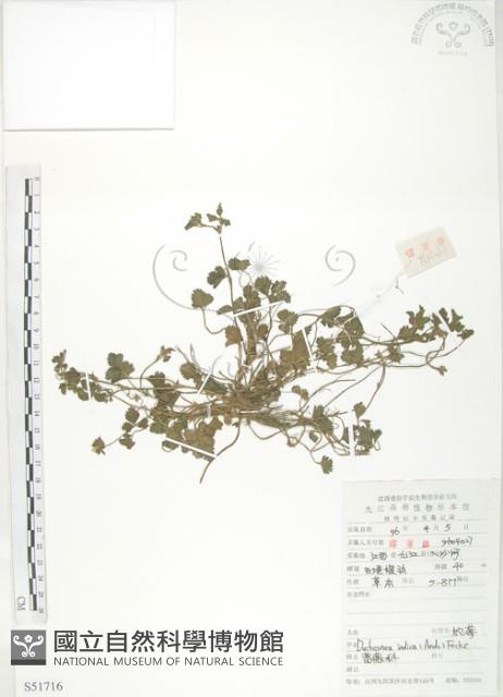 蛇莓、地莓、龍吐珠藏品圖，第1張