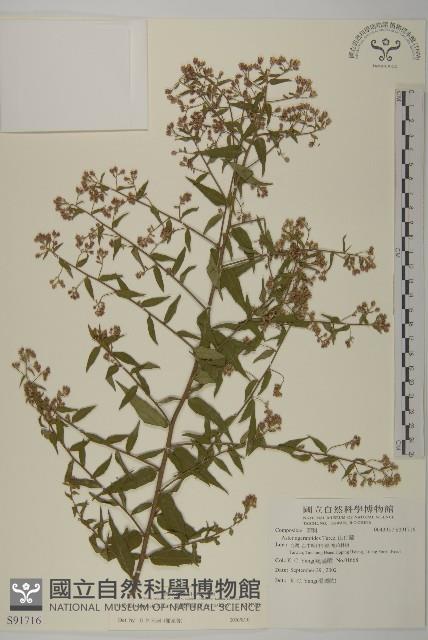 臺灣馬蘭藏品圖，第1張