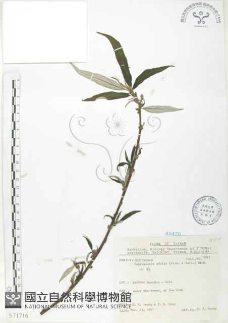 水麻藏品圖，第1張