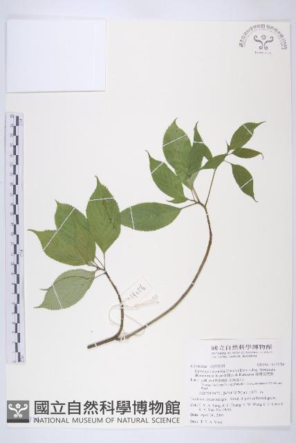 臺灣青莢葉藏品圖，第1張