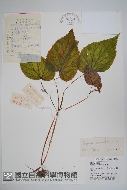 中華秋海棠藏品圖，第1張