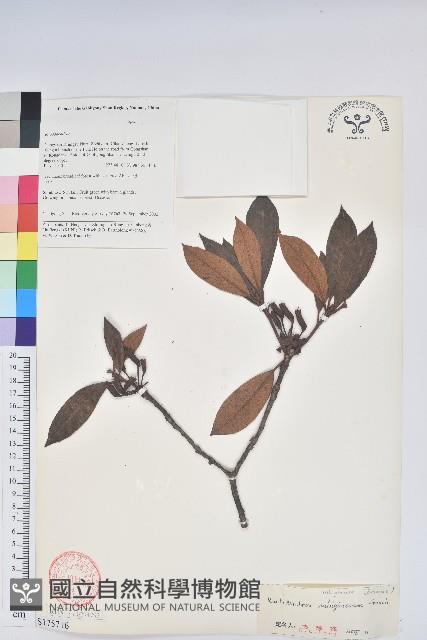 紅棕杜鵑藏品圖，第1張