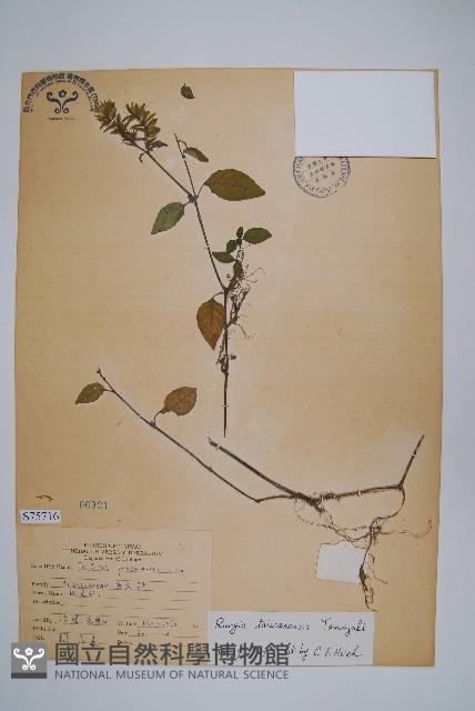 臺灣明萼草藏品圖，第1張